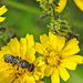 20230620 1033CPw [D~LIP] Kleinköpfiger Pippau (Crepis capillaris), Hosenbiene (Dasypoda hirtipes), Blattlaus, Bad Salzuflen
