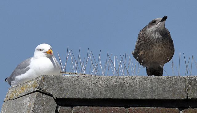 EOS 90D Peter Harriman 12 17 13 0921 hangingOuWithMum dpp