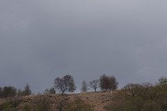 Crowden trees