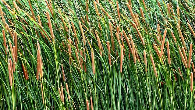 Cattails