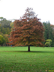 parc du chateau de CHANGE Mayenne