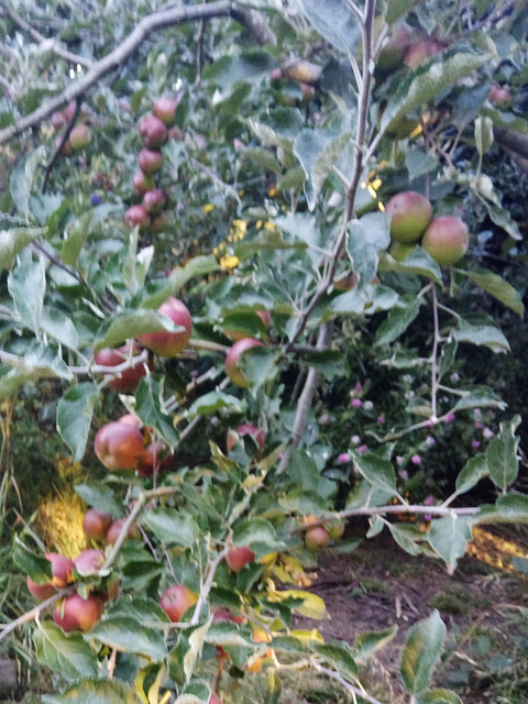 laden Jonathan apple tree