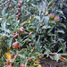 laden Jonathan apple tree