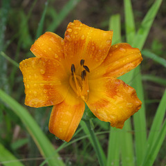 Day-lily