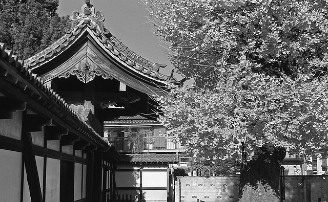 Ginkgo tree at a temple