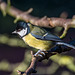 Great tit