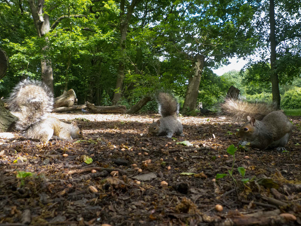 These are hunting the nuts I threw around