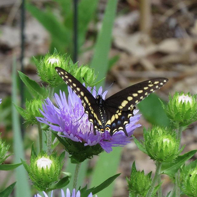 Black swallowtail butterfly