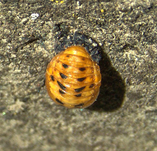 Ladybird Pupae