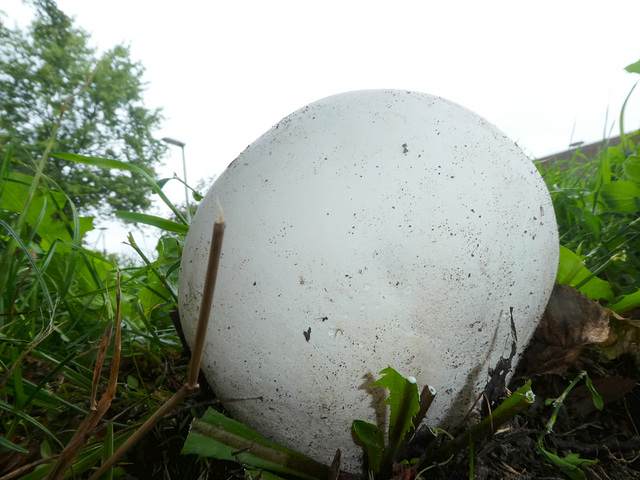 Puffball...