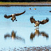 Incoming Canada geese