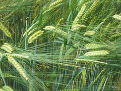 The harvest of this barley must be soon