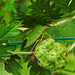 20210913 2878CPw [D~LIP] Grüne Stinkwanze (Palomena prasina), Kleiner Wiesenknopf (Sanguisorba minor), Bad Salzuflen