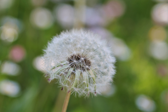 Taraxacum Leontodon