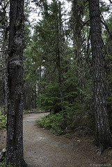 im Wald des Squamish Lil’wat Cultural Centre (© Buelipix)