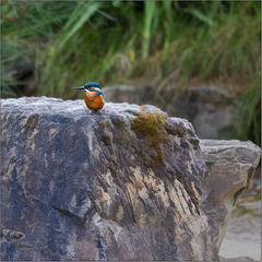 Kingfisher