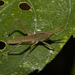 IMG 2253 Grasshopper-3