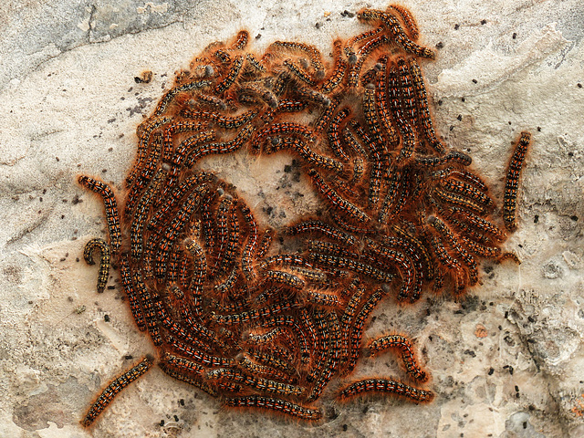 Western Tent Caterpillars