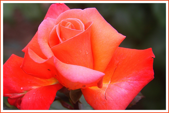 Rose de concours