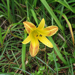 Day-lily