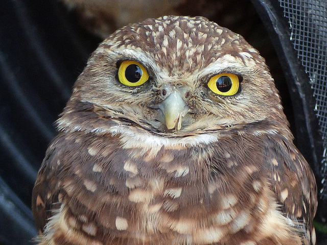 Who can resist a Burrowing Owl?