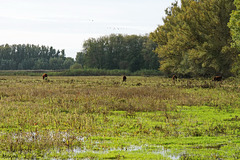 Het Munnikenland