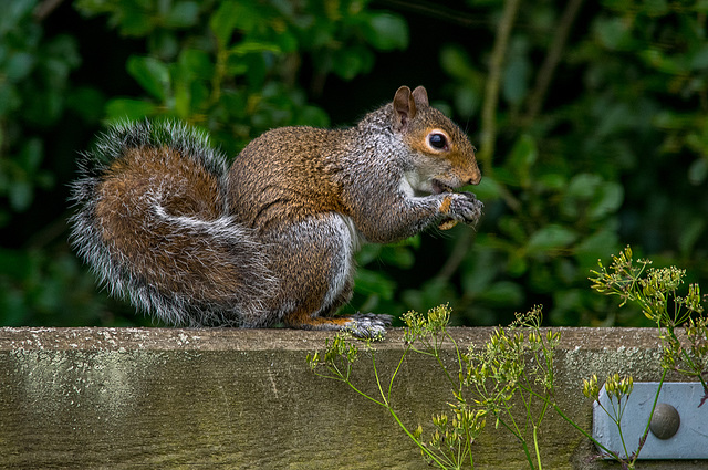 Squirrel