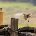 Juvenile Wheatear