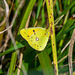 Clouded yellow butterfly