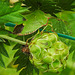 20210913 2879CPw [D~LIP] Grüne Stinkwanze (Palomena prasina), Kleiner Wiesenknopf (Sanguisorba minor), Bad Salzuflen