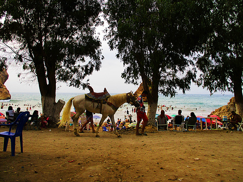 cheval sur plage sauvage.