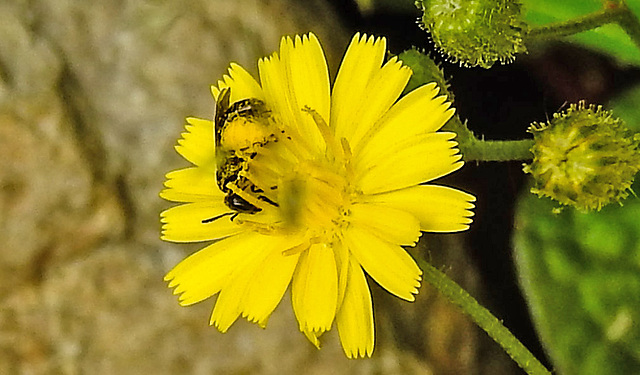 20230620 1035CPw [D~LIP] Kleinköpfiger Pippau (Crepis capillaris), Hosenbiene (Dasypoda hirtipes), Bad Salzuflen
