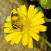 20230620 1035CPw [D~LIP] Kleinköpfiger Pippau (Crepis capillaris), Hosenbiene (Dasypoda hirtipes), Bad Salzuflen