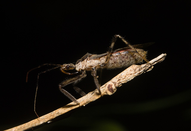 IMG 2250 Bug-1