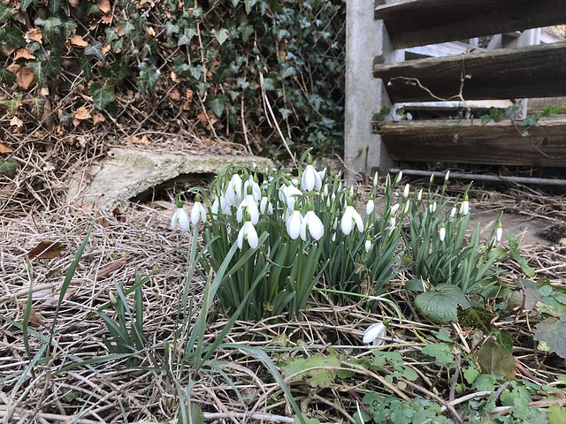 Frühlingsboten