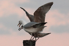 IMG 7074 DuskGulls dpp