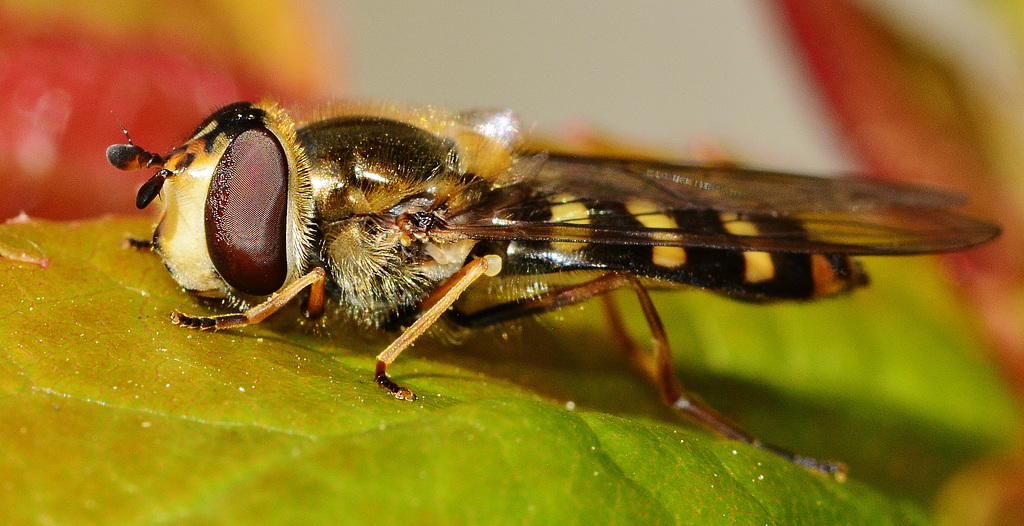 Hoverfly