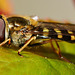 Hoverfly