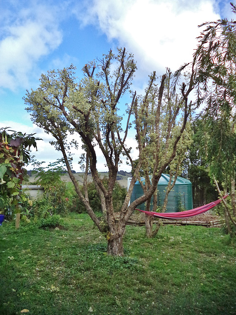 NZ Christmas tree after haircut