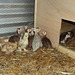 guinea keets at 3 weeks