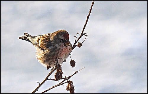 Common Redpoll