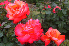 Roses de concours