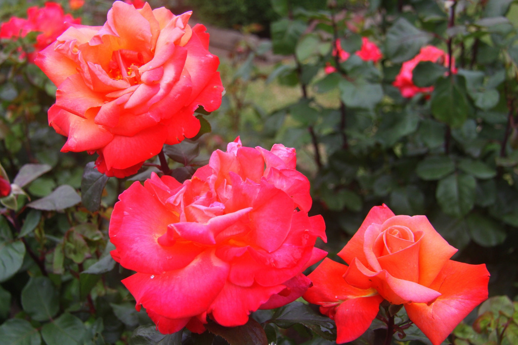 Roses de concours