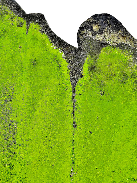 Moss