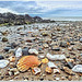 Mussels, shells and other surprises on the beach