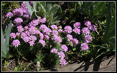 Armeria