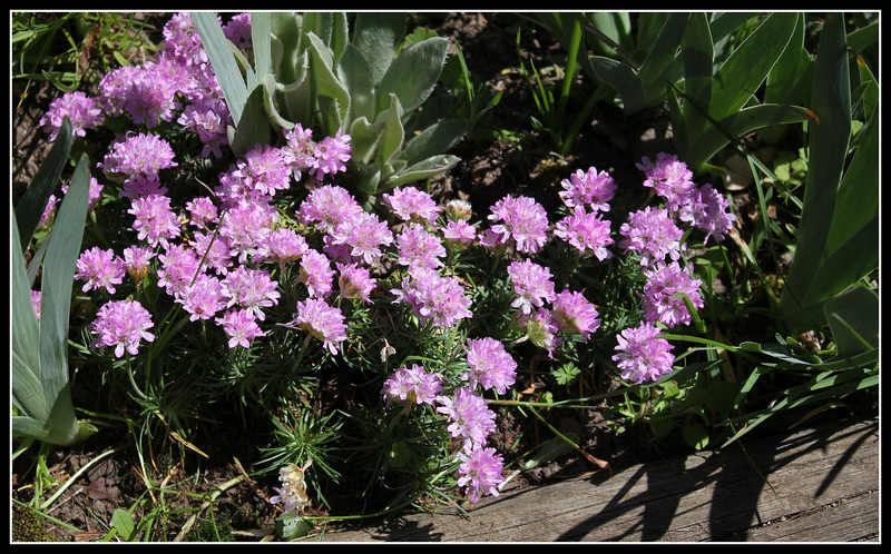 Armeria
