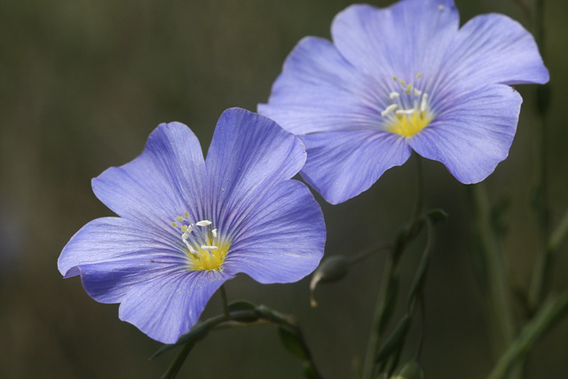 Linum lewisii