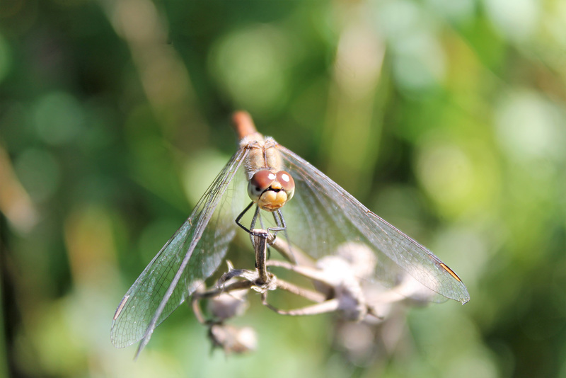 Sympetrum rouge-sang (Sympetrum sanguineum)