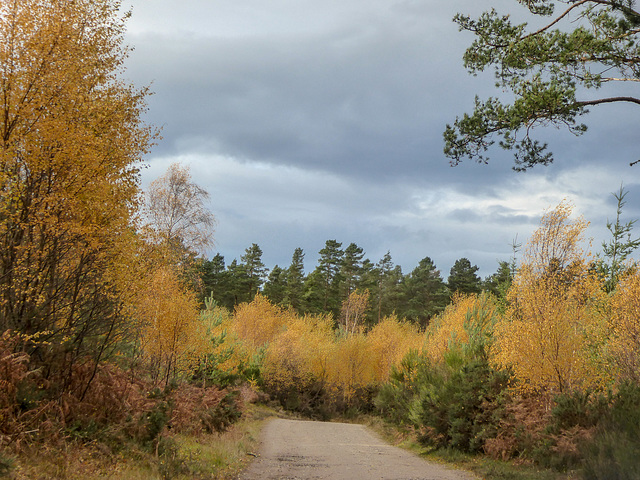 Autumn Rafford Woods